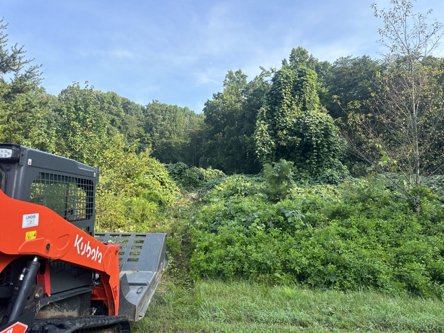 A Kubota skid steer loader is parked on grass near a dense area of green vegetation and trees under a clear sky.